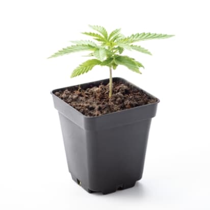 pianta talea cannabis cbd canapa light negozio online vendita