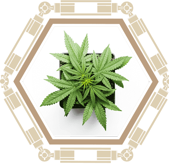 pianta ornamentale-cannabis marijuana