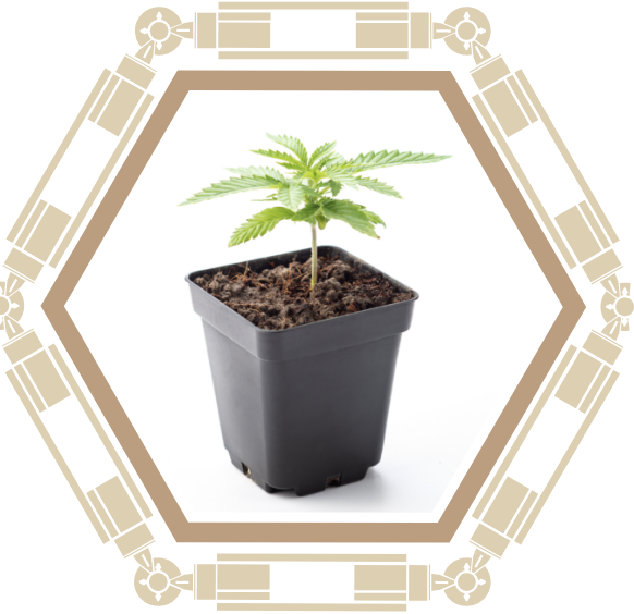 pianta cbd cannabis legale