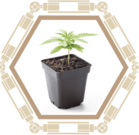 piante cbd cannabis