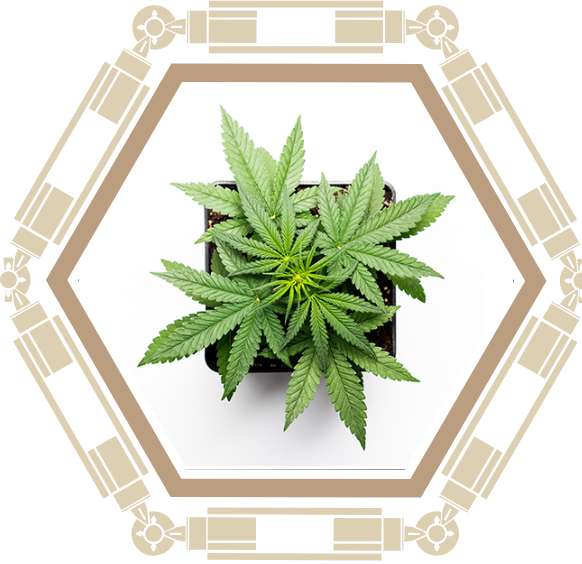 marijuana ornamentale pianta