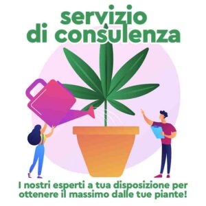 servizio consulenza agronomica piante cannabis marijuana