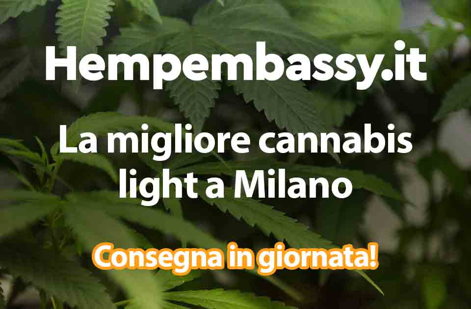 cannabis light milano