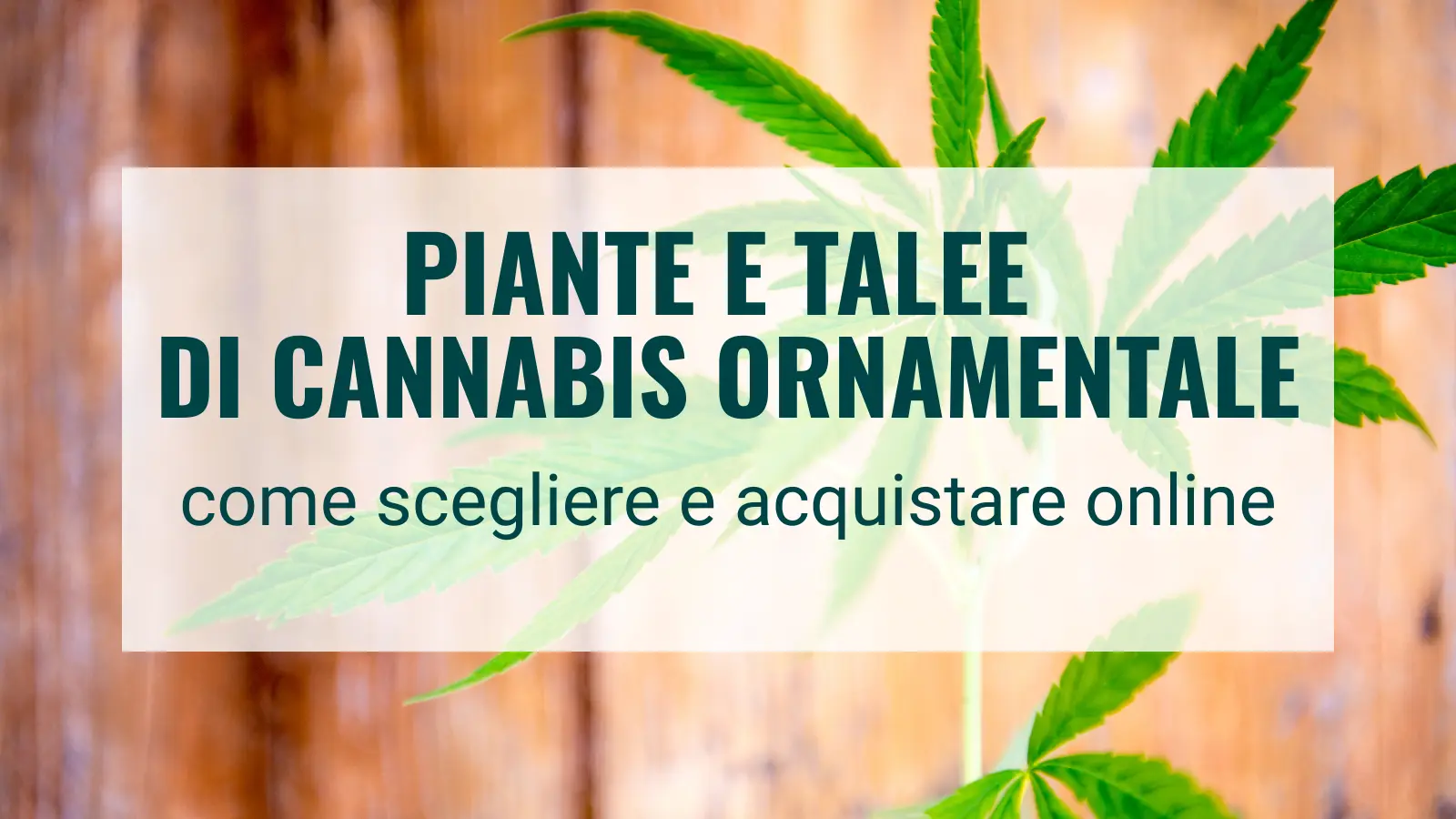 Piante e talee di cannabis ornamentale