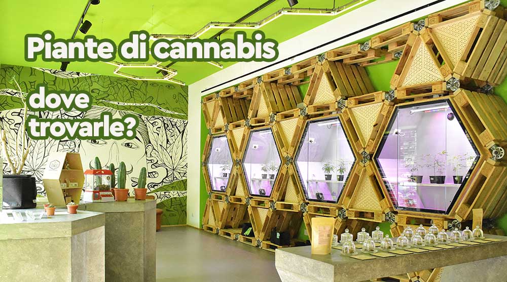 negozio piante talee cannabis canapa