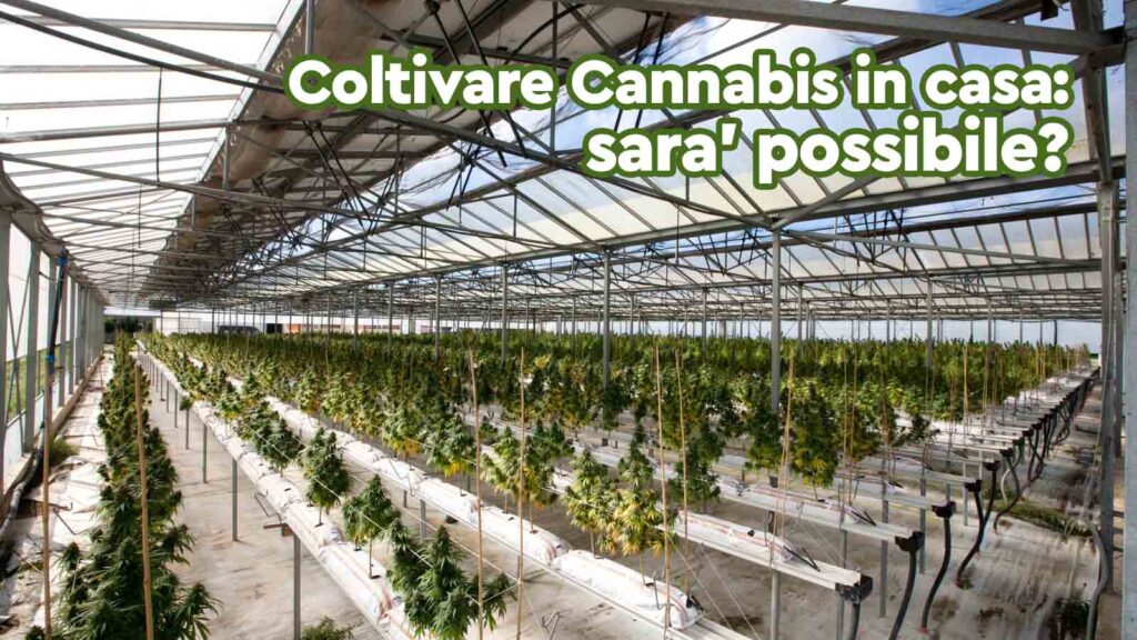 coltivare cannabis legge