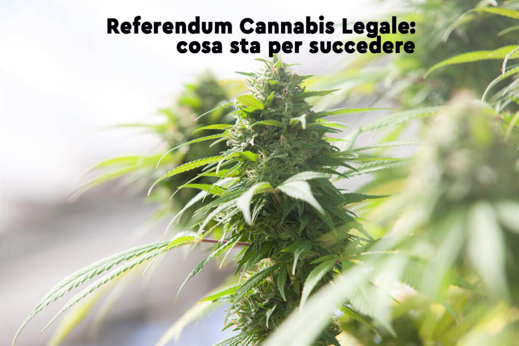 referendum cannabis