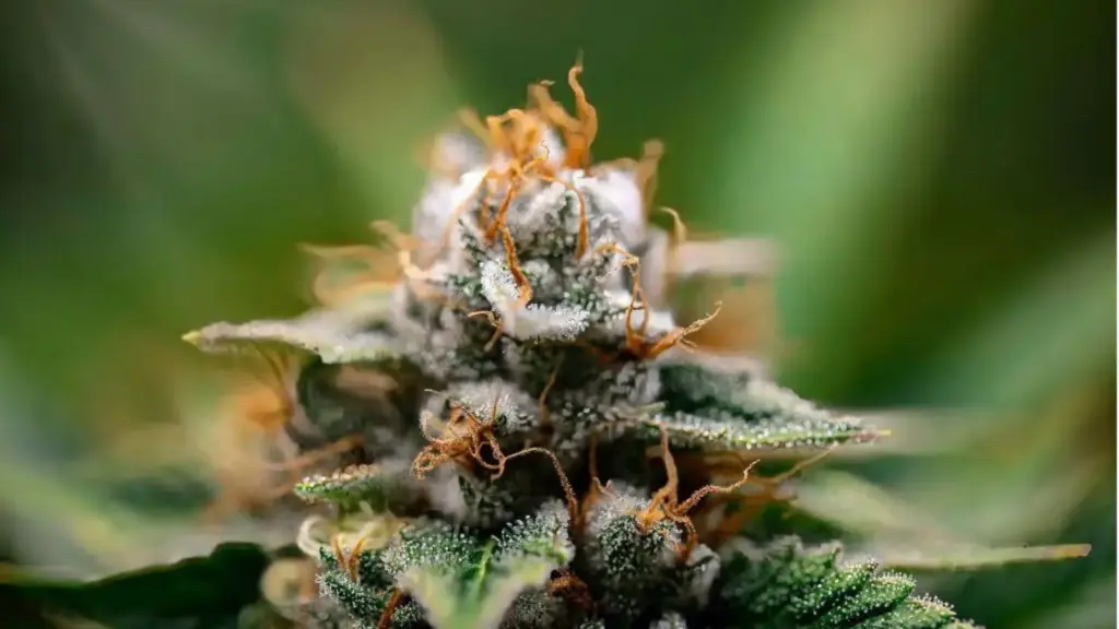 Amnesia Haze CBD