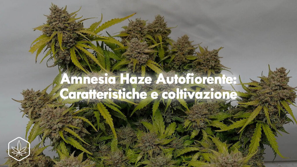 Amnesia Haze autofiorente cannabis