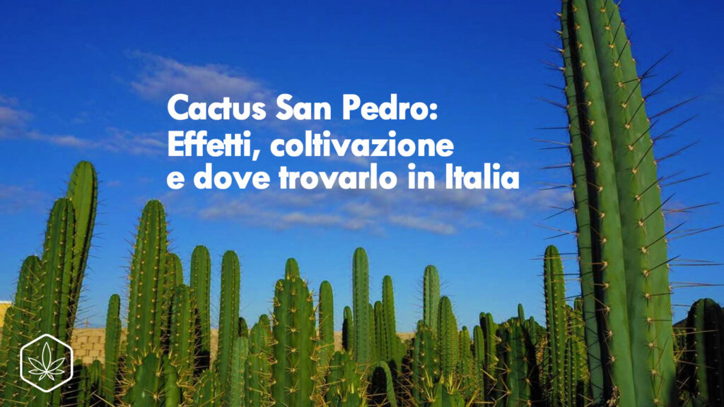 cactus san pedro effetti coltivazione italia