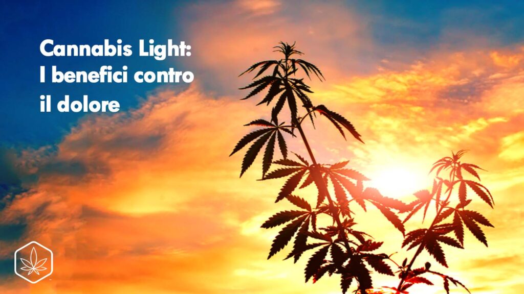 Cannabis light contro il dolore benefici