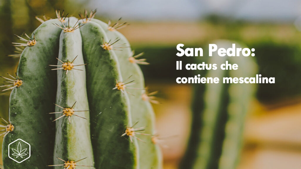 cactus san pedro mescalina