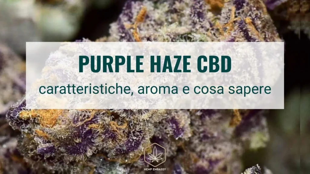 purple haze cbd
