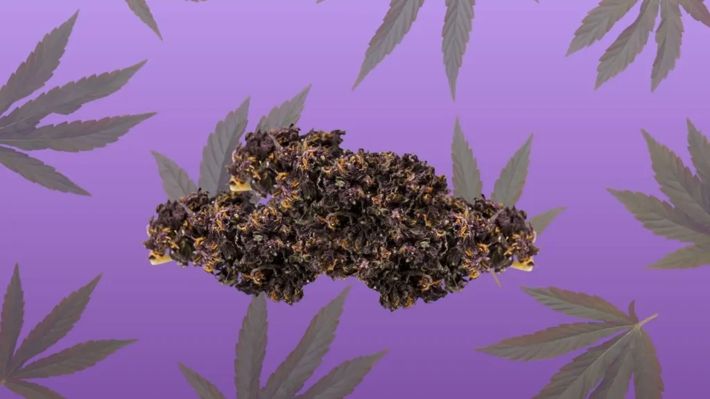 purple haze cbd