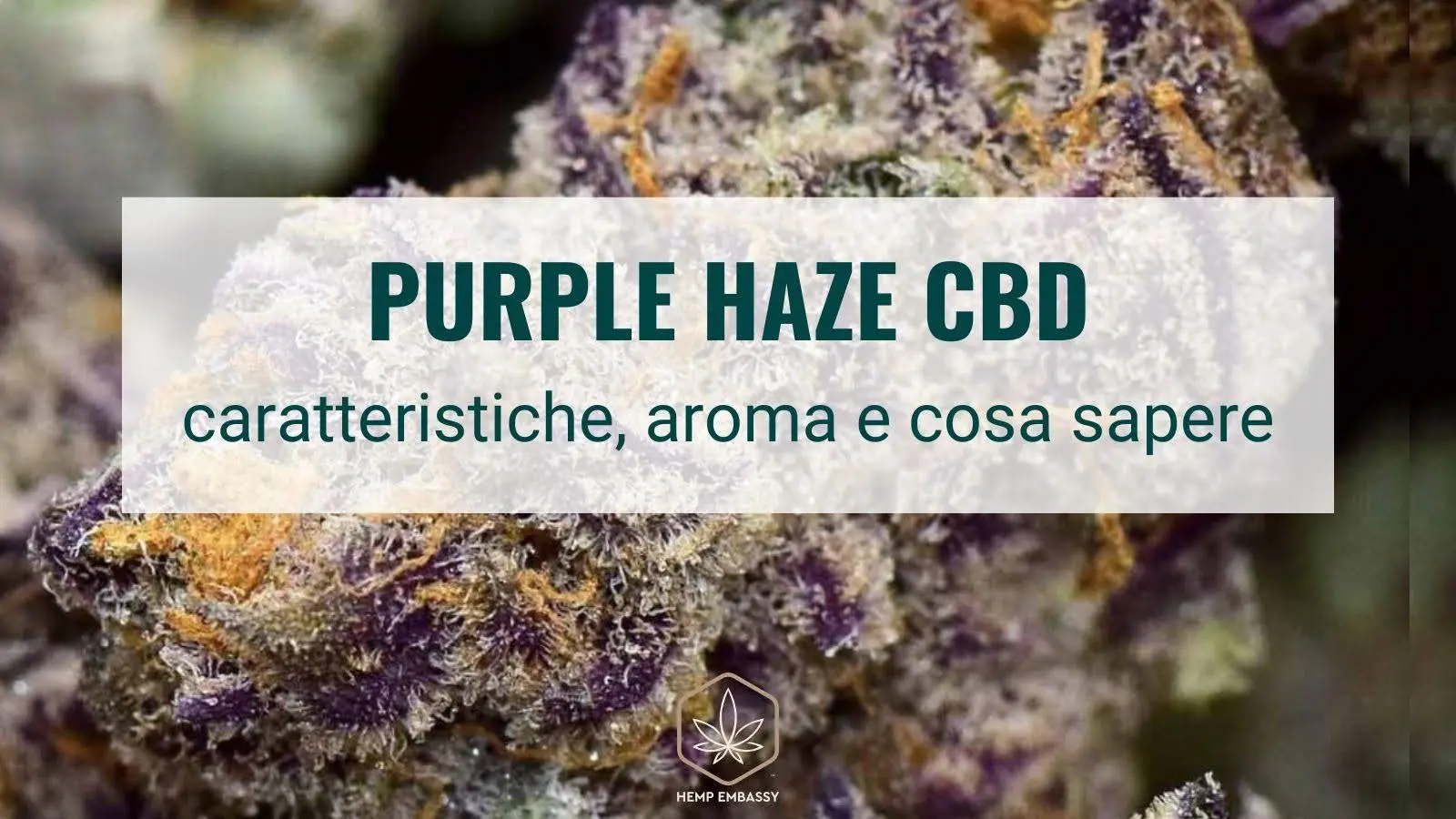 purple haze cbd