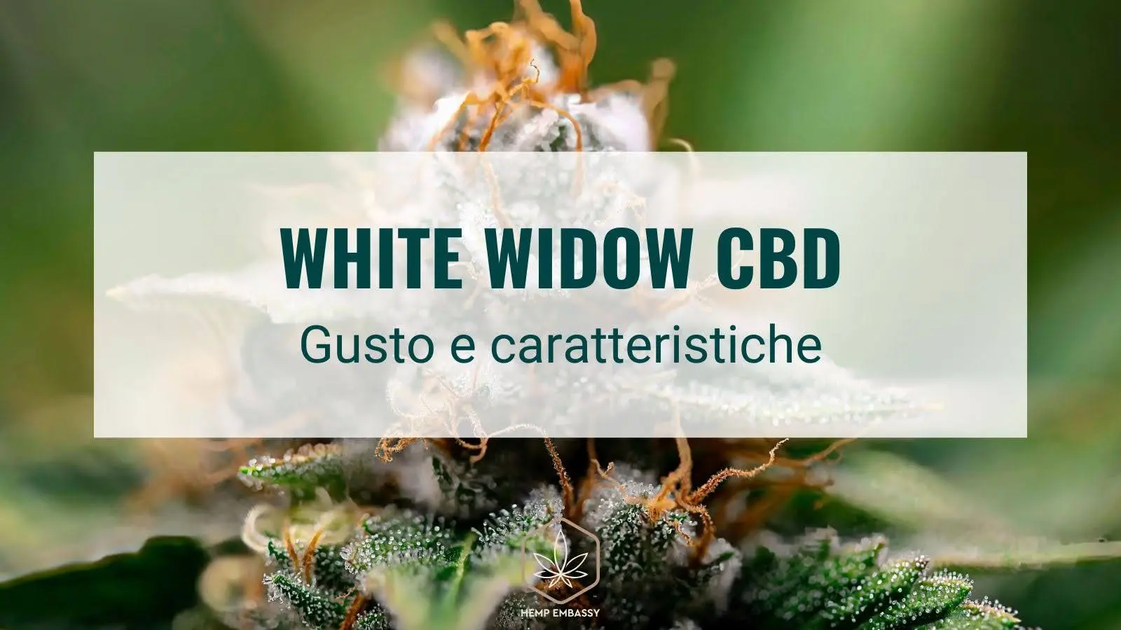 White widow CBD