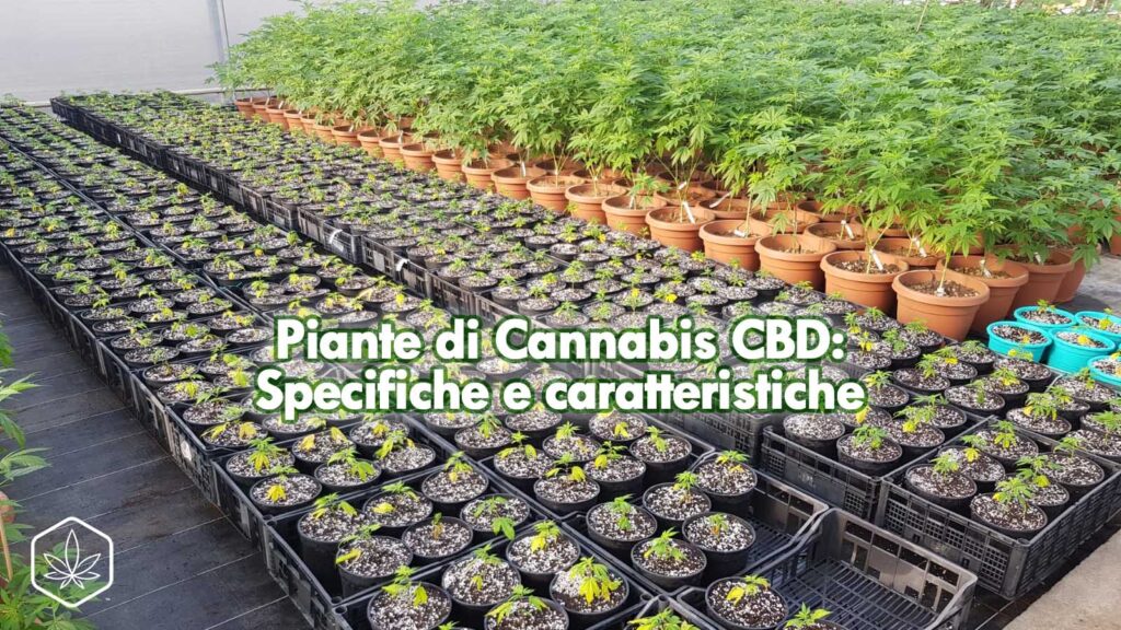 piante talee cannabis light cbd specifiche caratteristiche