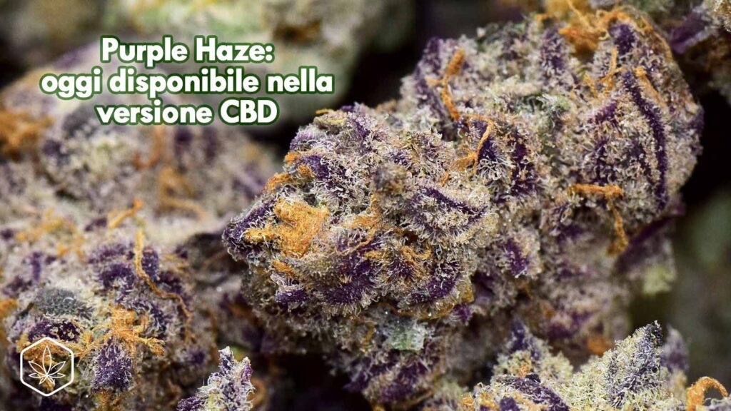 purple haze cannabis cbd light weed legale