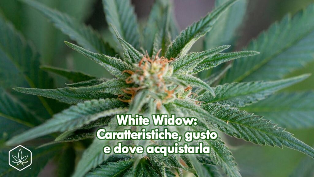 white wivow cbd cannabis dove acquistarla