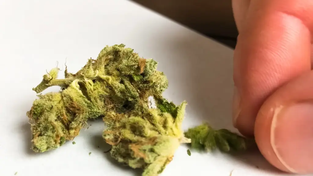Hashish o erba CBD