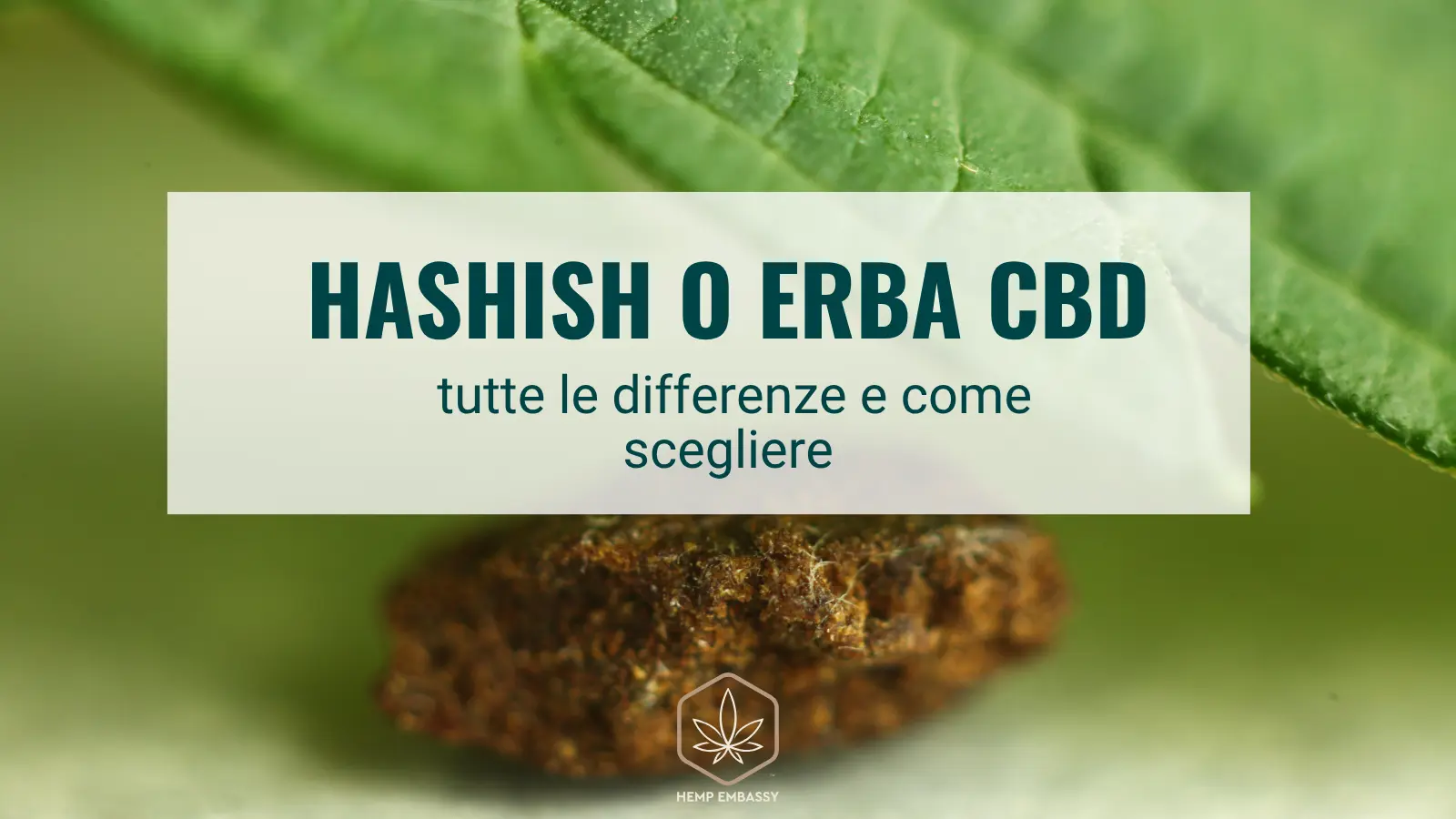 Hashish o erba CBD