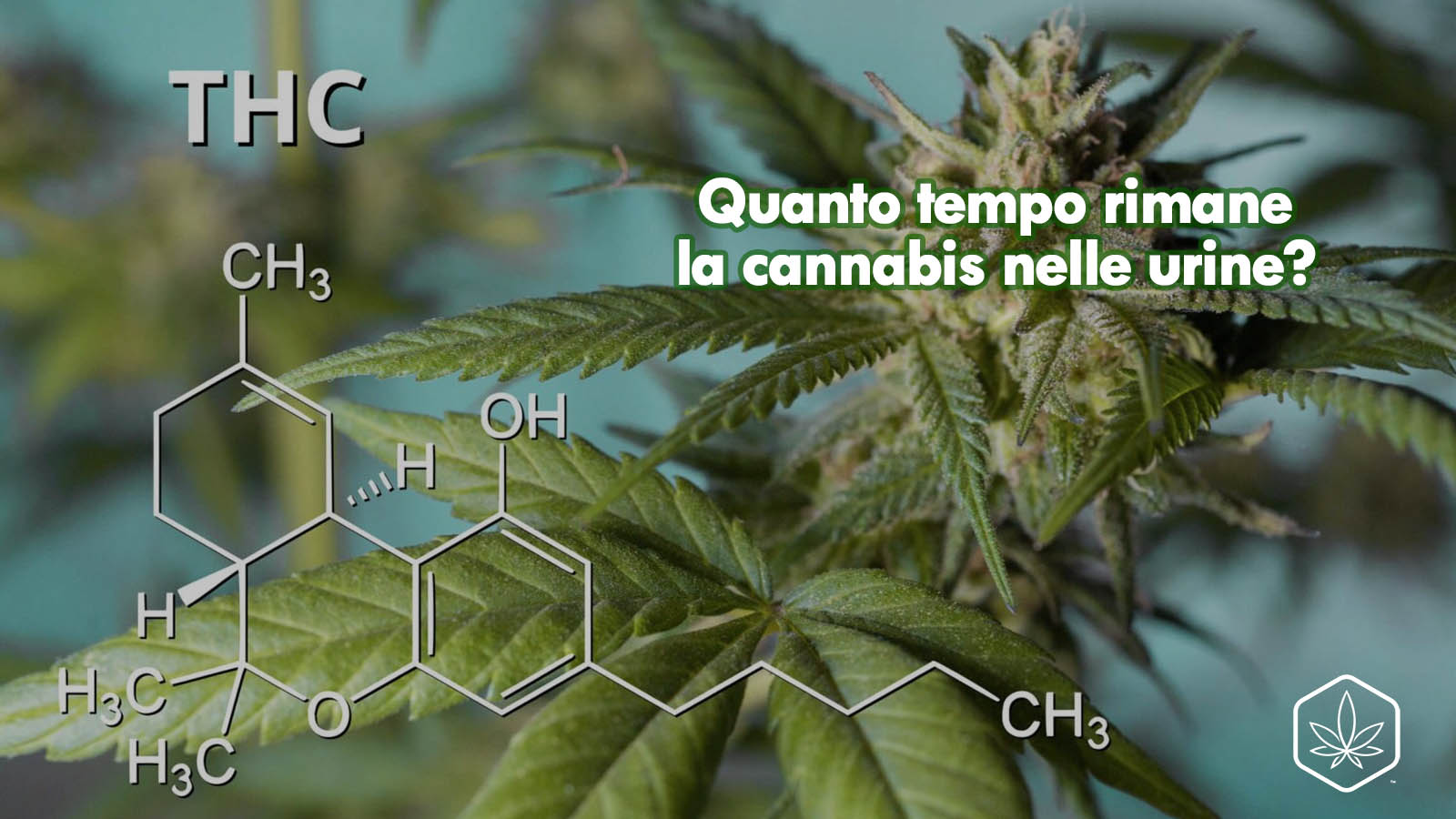 cannabis nelle urine quanto rimane test