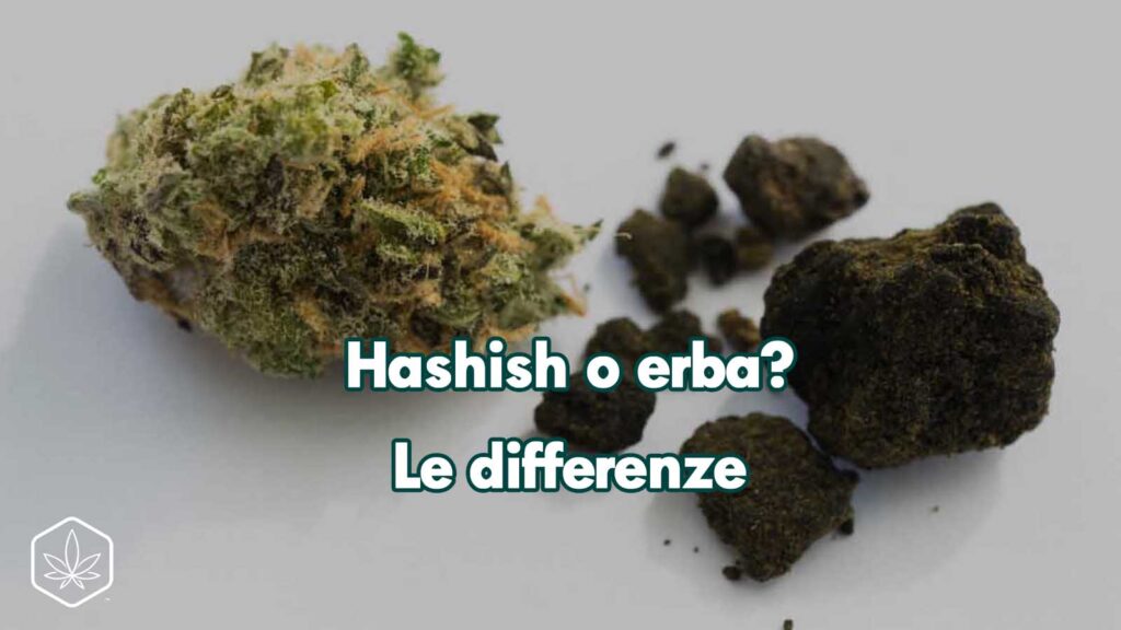 hash vs weed erba differenze