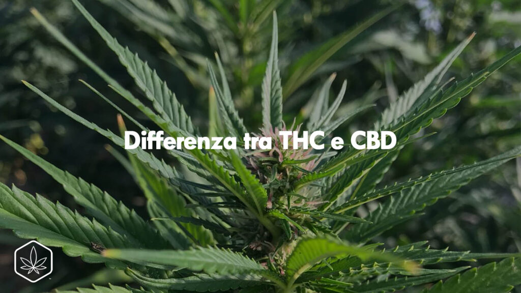 differenza tra THC e CBD