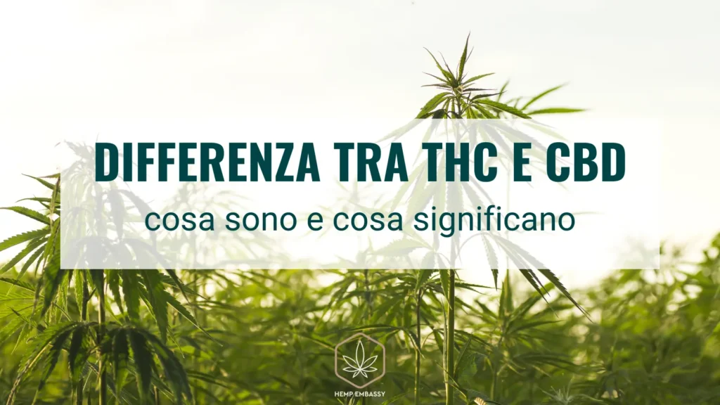 differenza tra thc e cbd