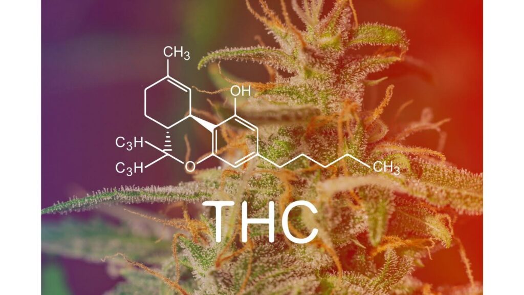 differenza tra thc e cbd