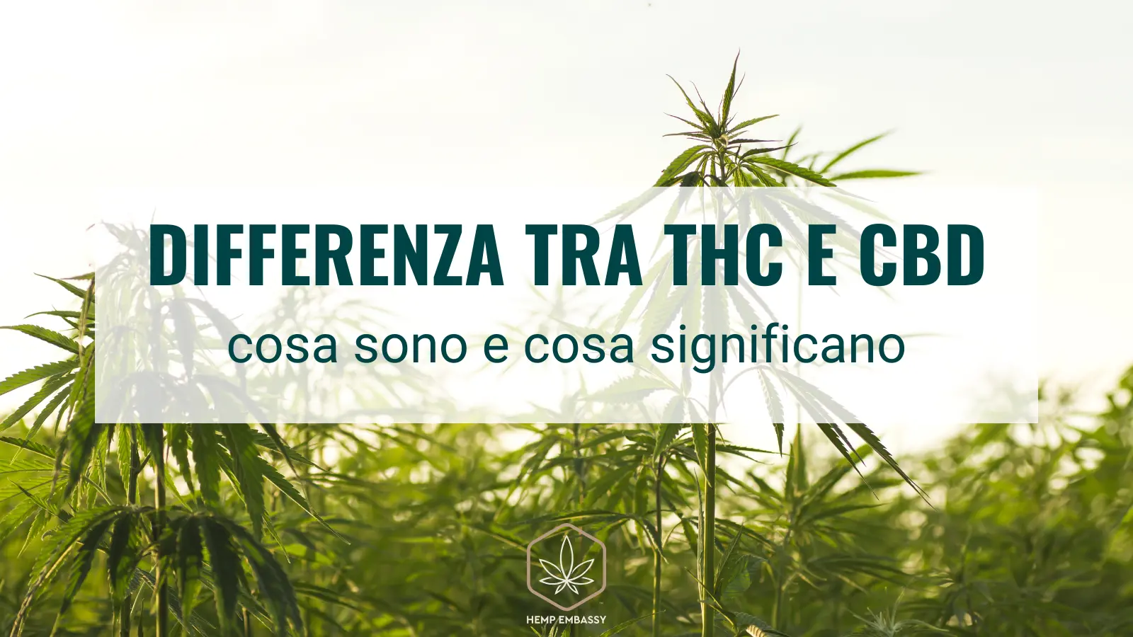 differenza tra thc e cbd
