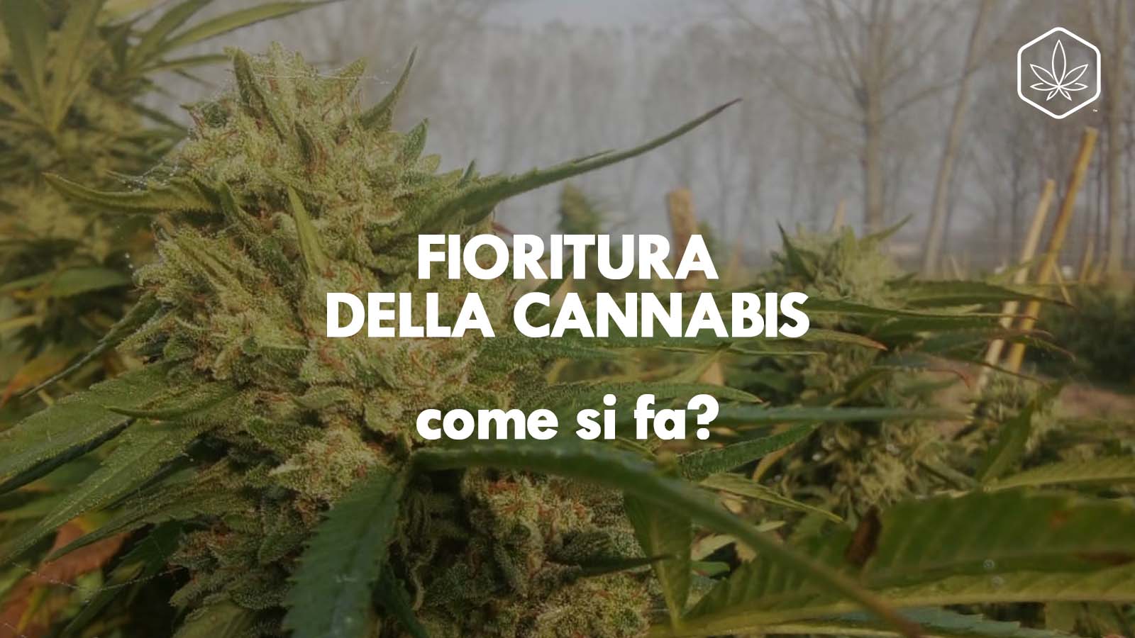 fioritura della pianta di canapa cannabis