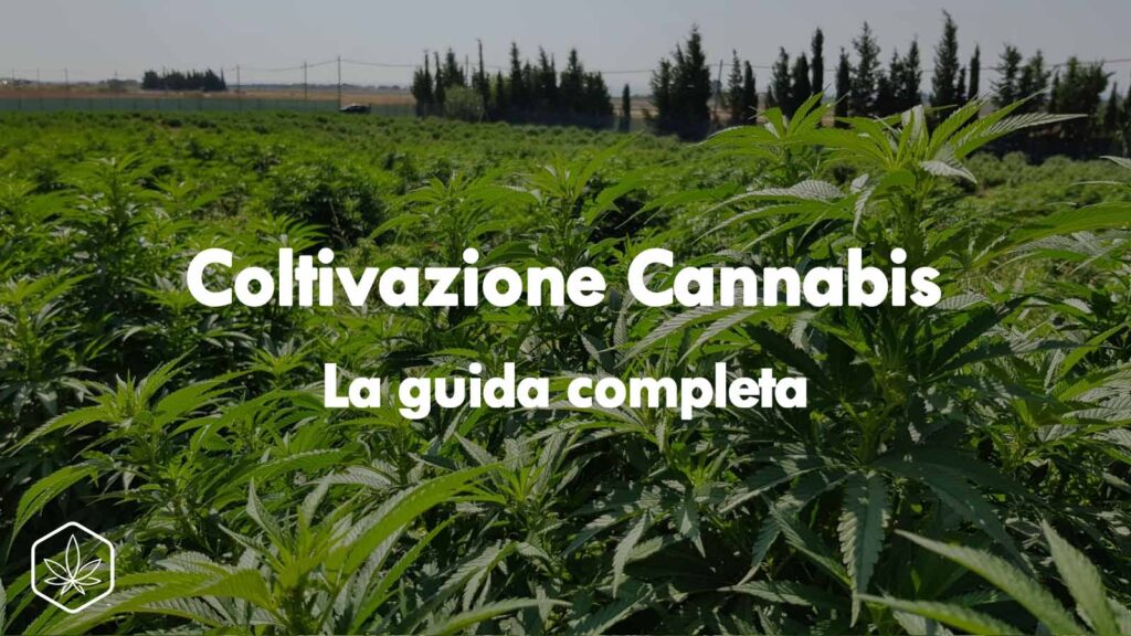 coltivazione cannabis la guida completa