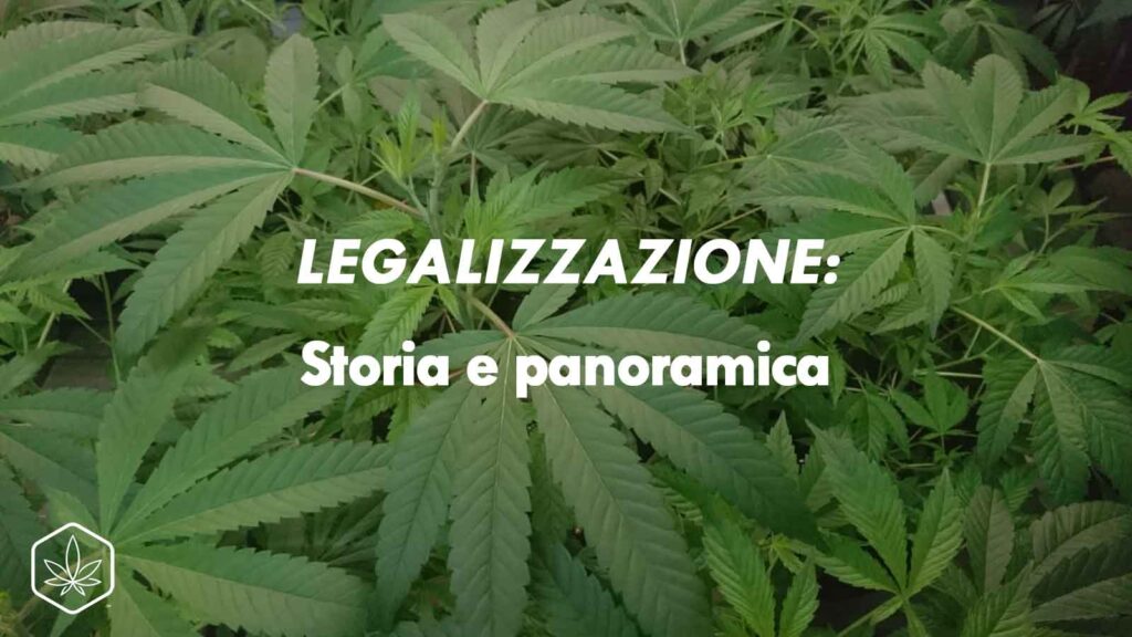 legalizzazione cannabis storia marijuana legale