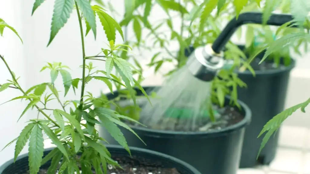 La pianta di cannabis