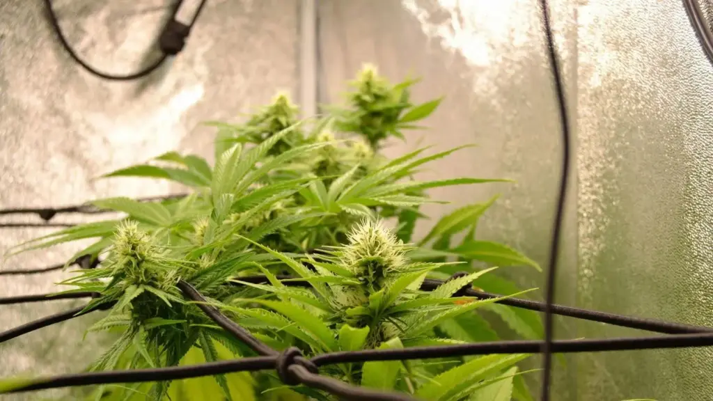 La pianta di cannabis