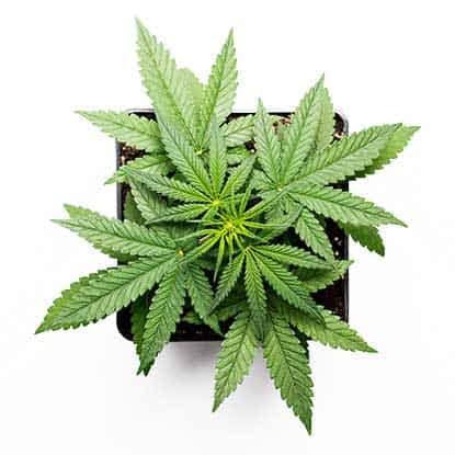 La pianta di cannabis