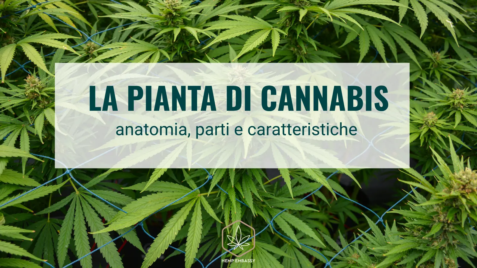 La pianta di cannabis