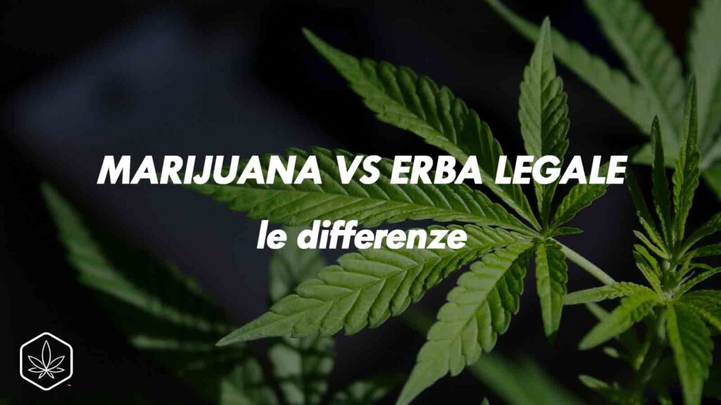 marijuana vs erba legale cbd le differenze e gli effetti