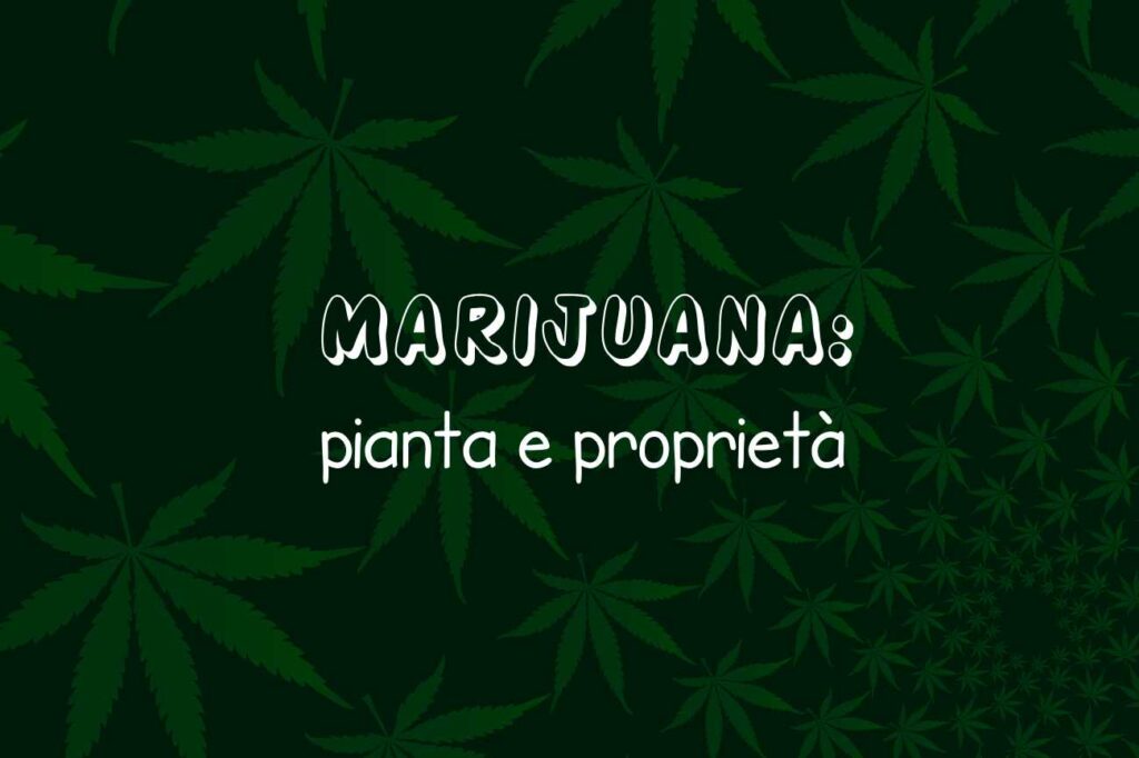 Marijuana pianta e proprietà