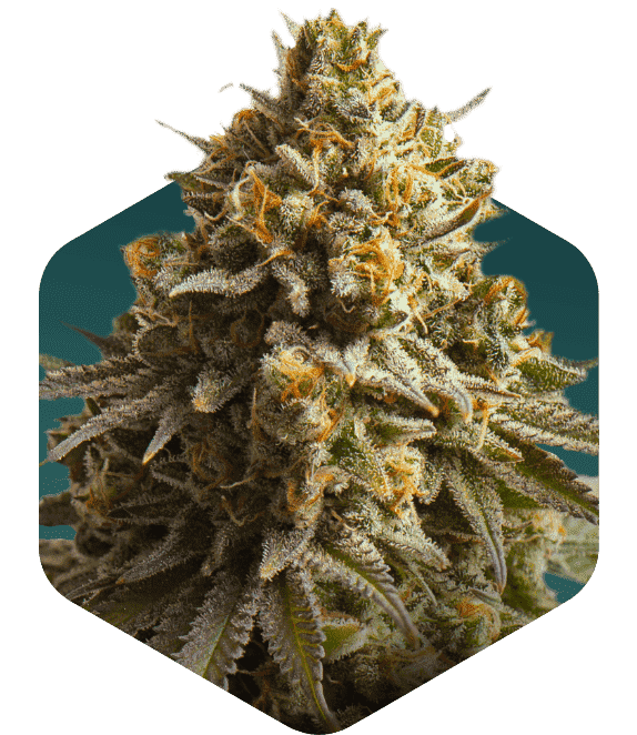 cannabis marijuana plant online shop cbd bud