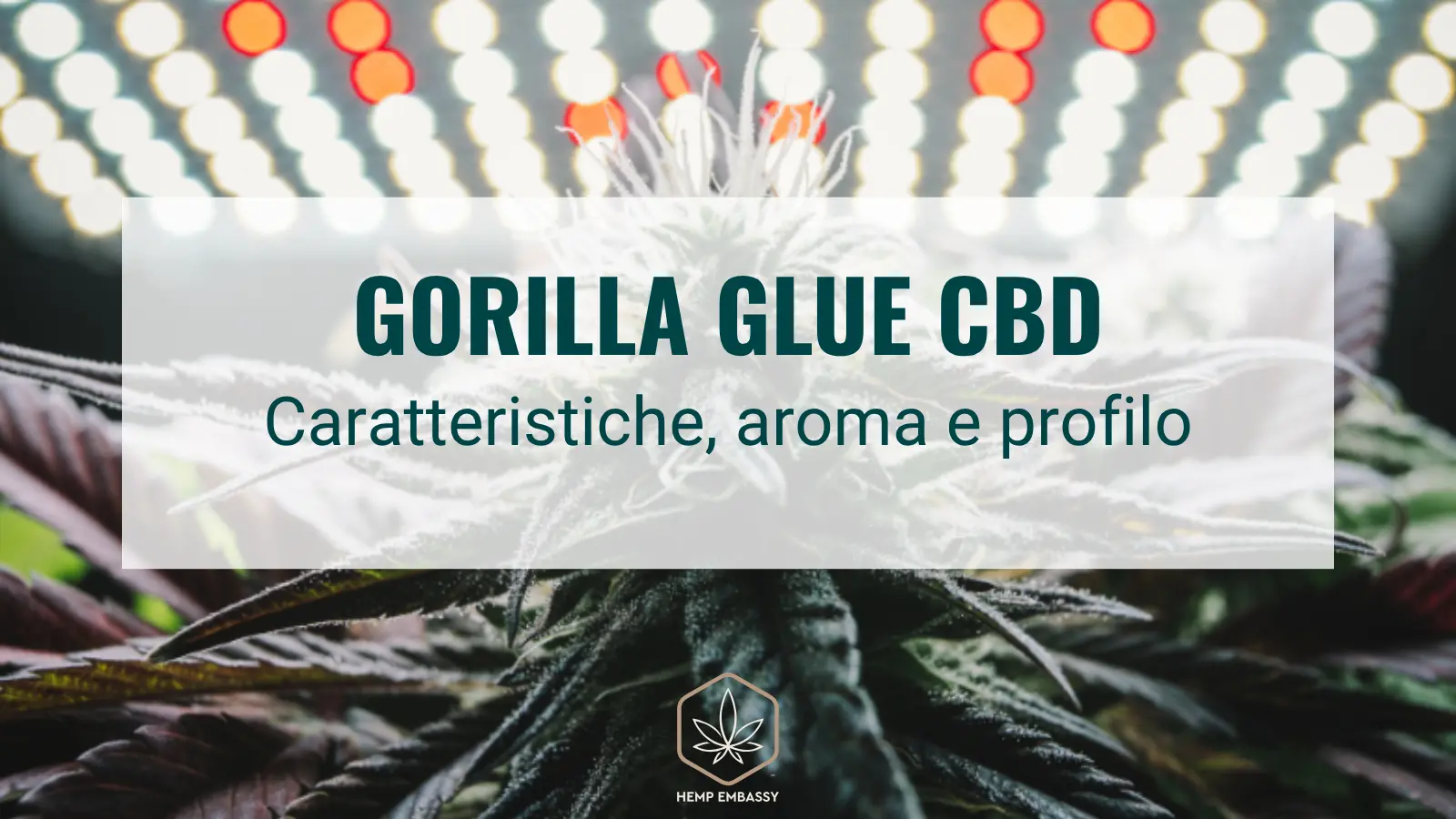 Gorilla Glue CBD