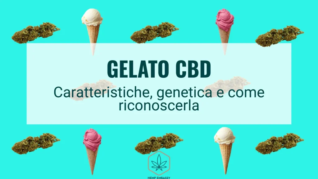 Gelato CBD