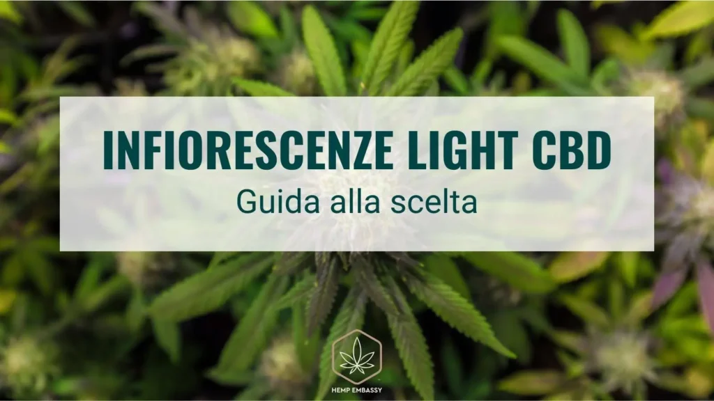Infiorescenze light CBD