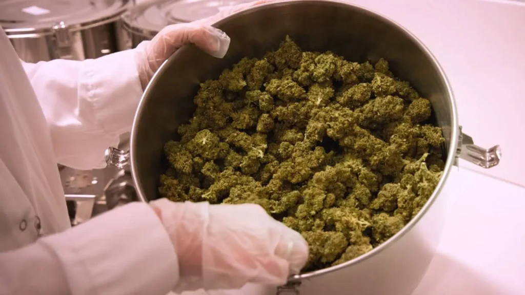 Infiorescenze light CBD
