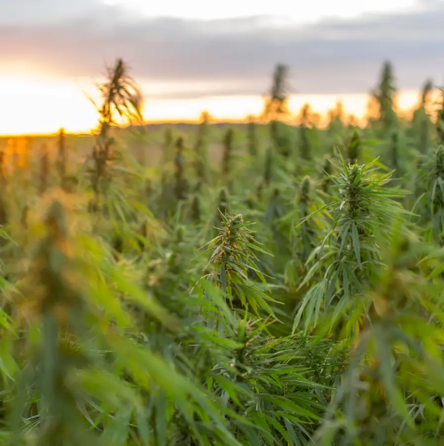 Infiorescenze light CBD