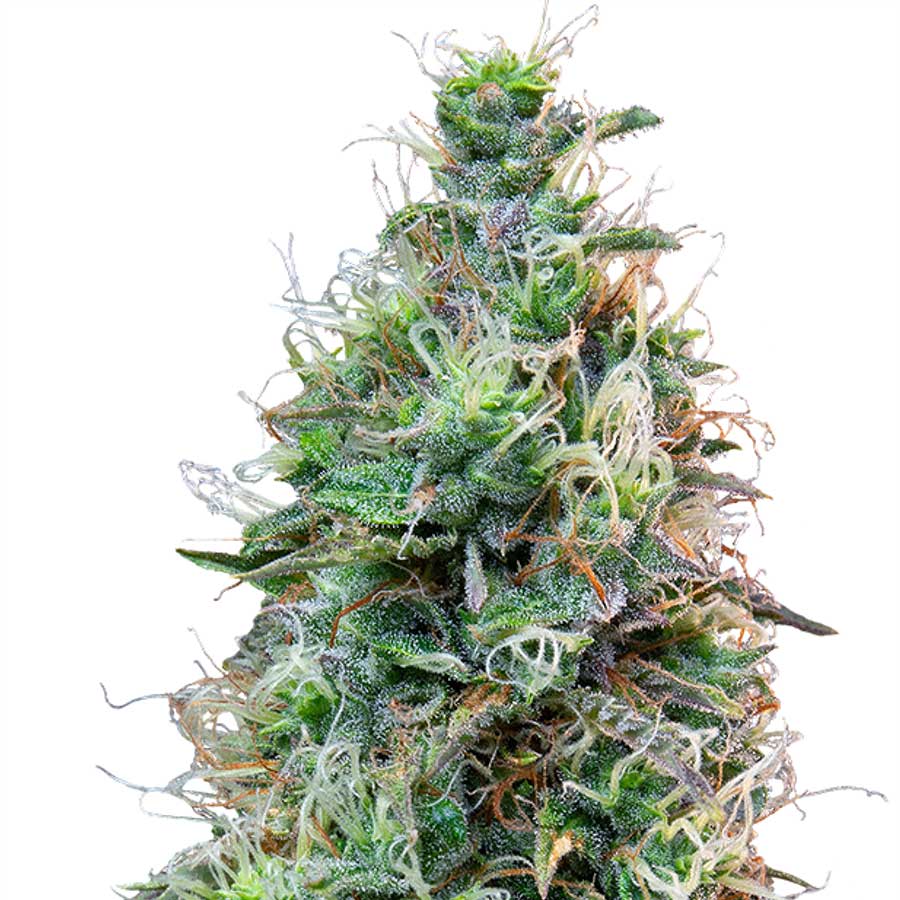 Auto Amnesia Haze