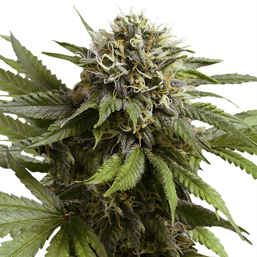 Auto Apple Fritter