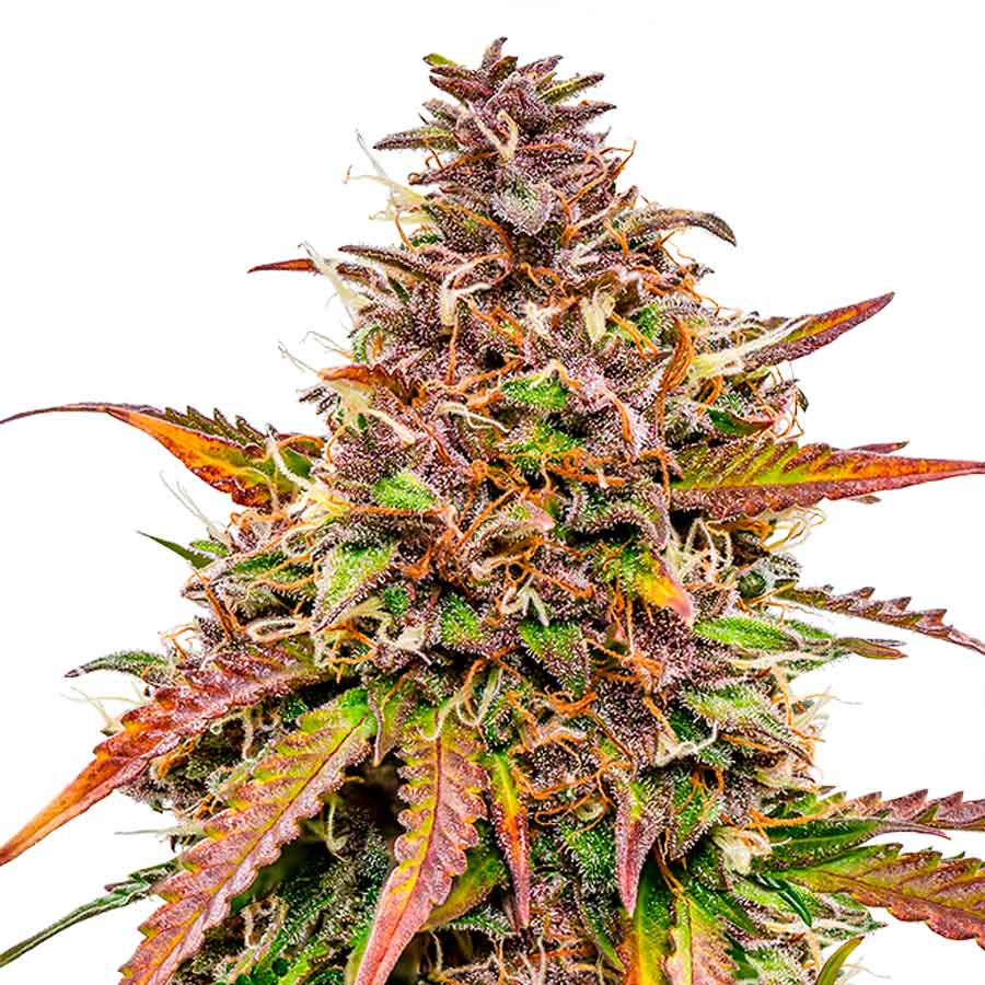 Auto Bubble Kush