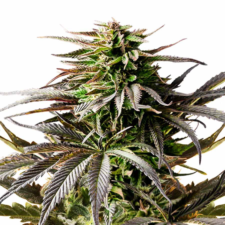 Auto Cherry Pie